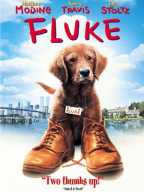 Fluke