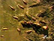 Frankenfish