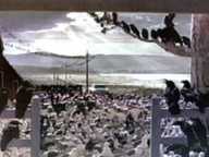 The Birds