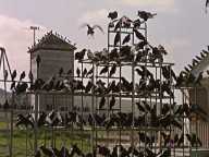The Birds