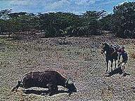 Africa: Texas Style
