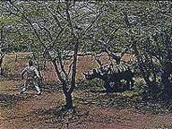 Africa: Texas Style