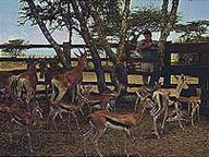 Africa: Texas Style