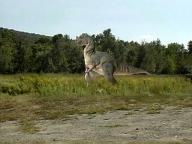 Bikini Girls on Dinosaur Planet