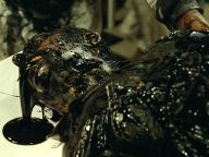 Black Gold