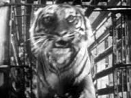 Caged Fury