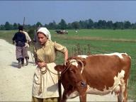 Fiddler on the Roof