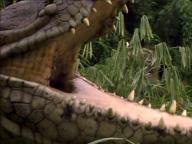 Krocodylus