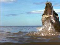 Krocodylus