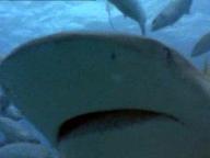 Krocodylus