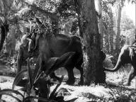 Tarzan and the Slave Girl