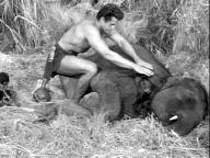 Tarzan's Hidden Jungle