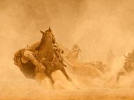 The Warrior's Way