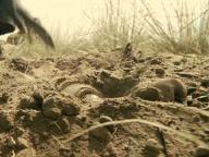 The Burrowers