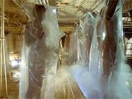 The Clonus Horror