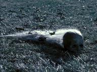 The Gravedancers