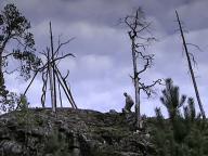 Villmark