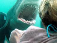 Shark Night