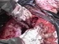 Violent Shit-2