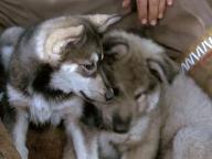 White Fang-2: Myth of the White Wolf