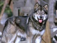 White Fang-2: Myth of the White Wolf