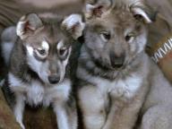 White Fang-2: Myth of the White Wolf
