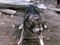 White Fang-2: Myth of the White Wolf