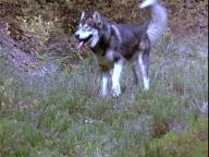 White Fang-2: Myth of the White Wolf