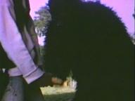 The Bloody Ape