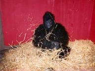 The Bloody Ape