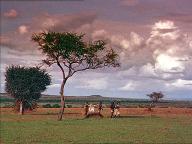 The Snows of Kilimanjaro
