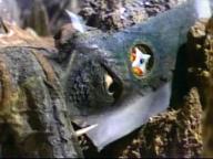Uchu kaiju Gamera