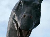 The Water Horse